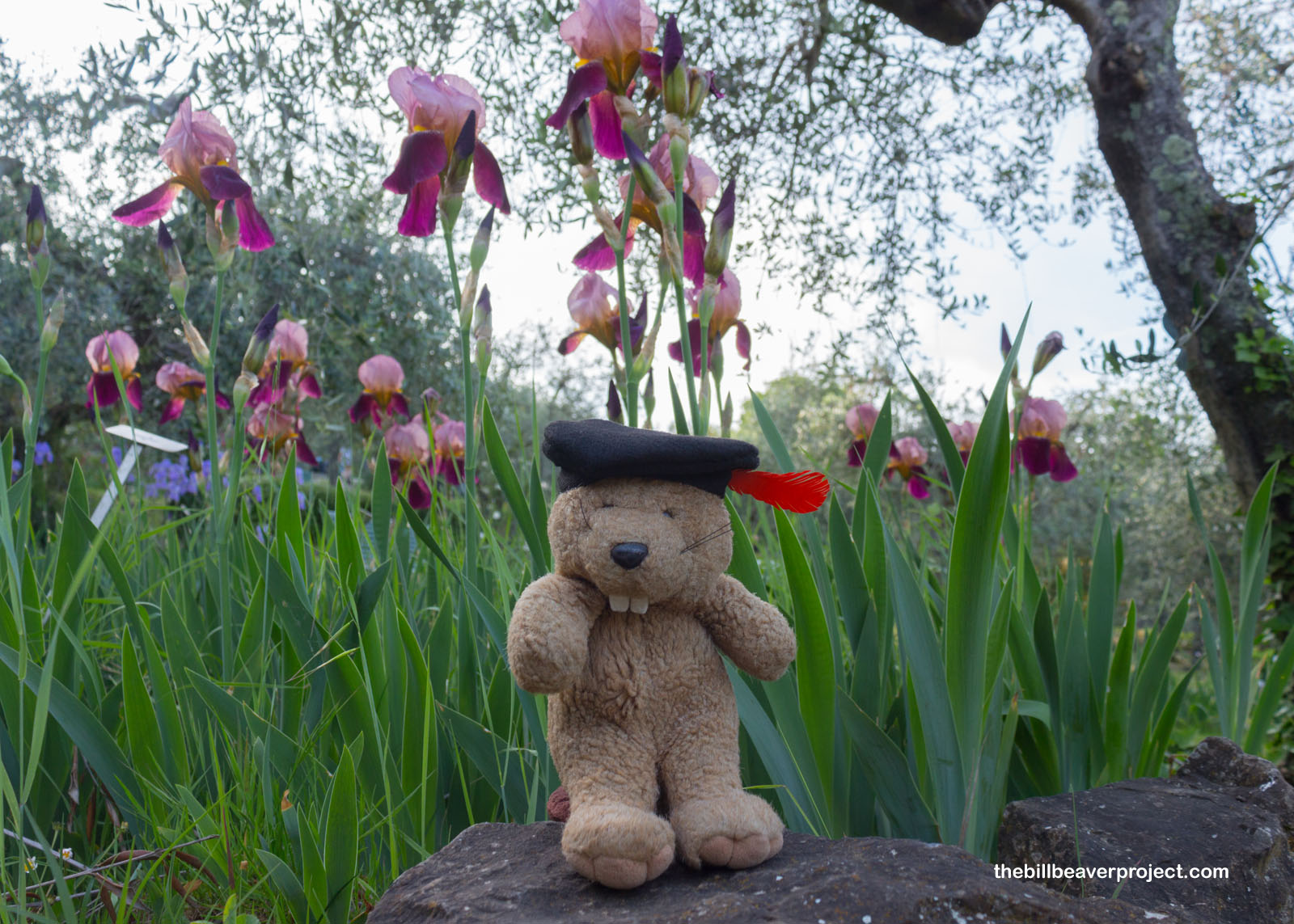 Il Giardino dell'Iris