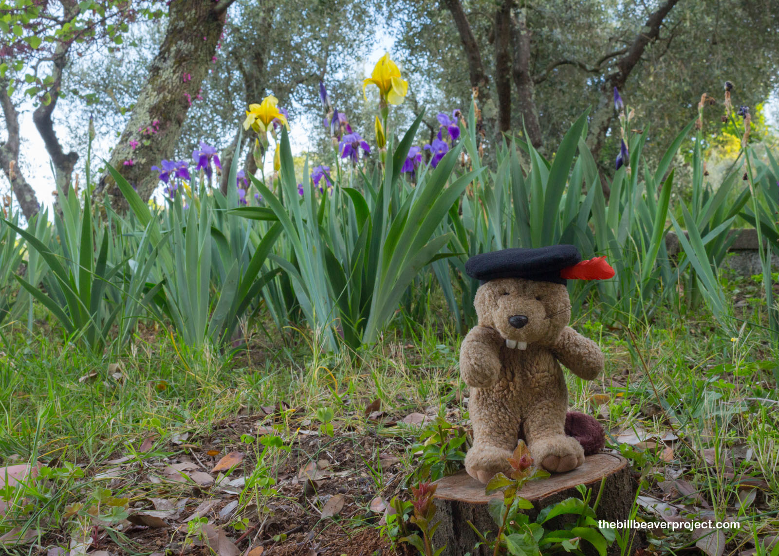 Il Giardino dell'Iris