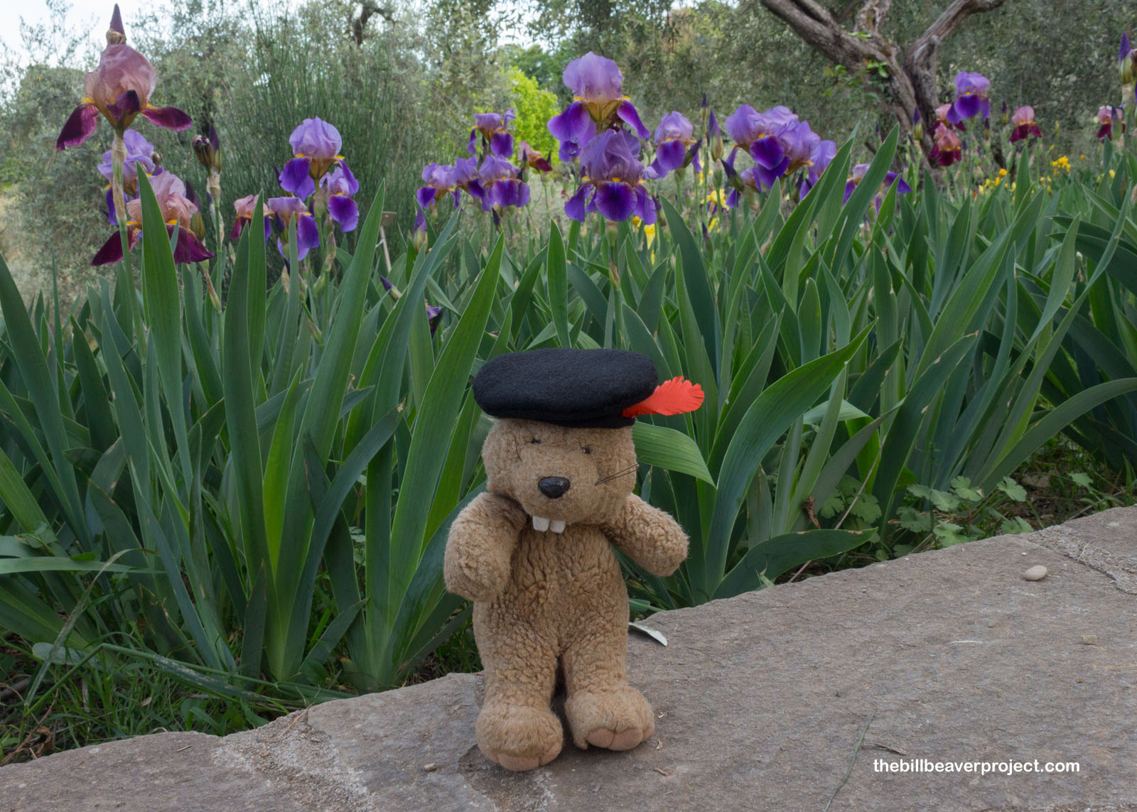 Il Giardino dell'Iris