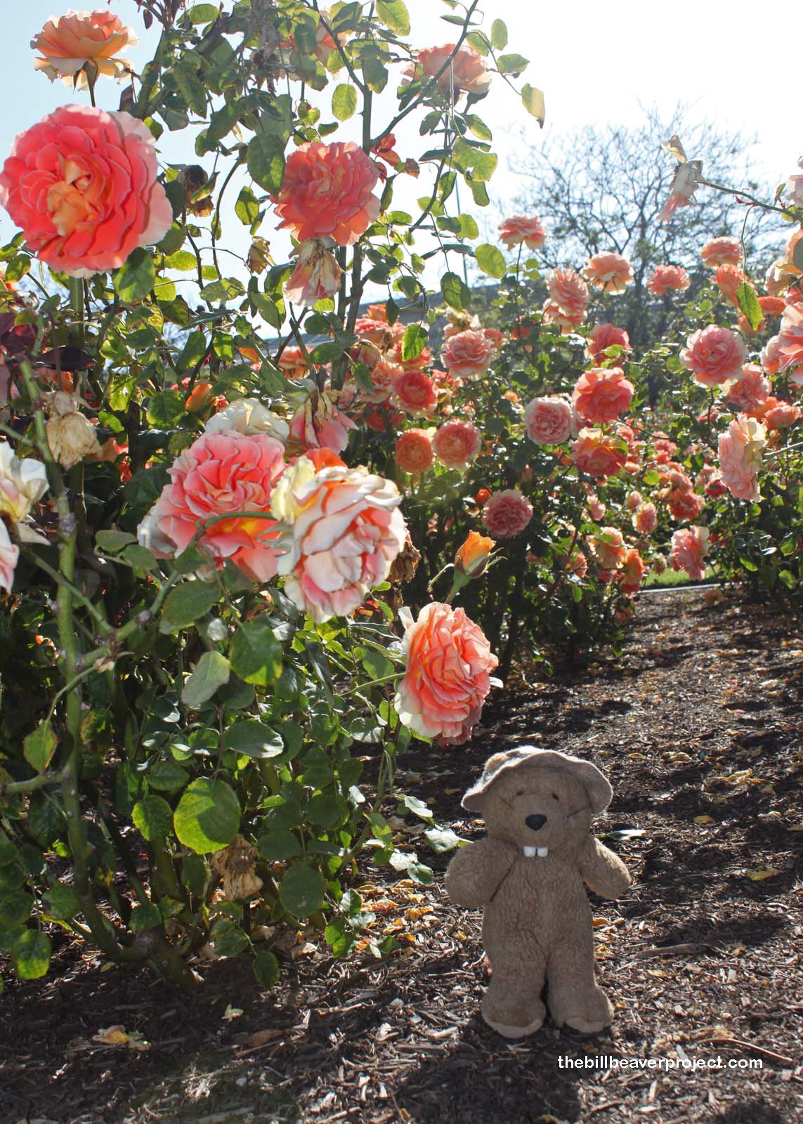 Exposition Park Rose Garden