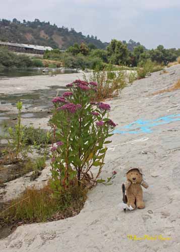 Friends of the LA River