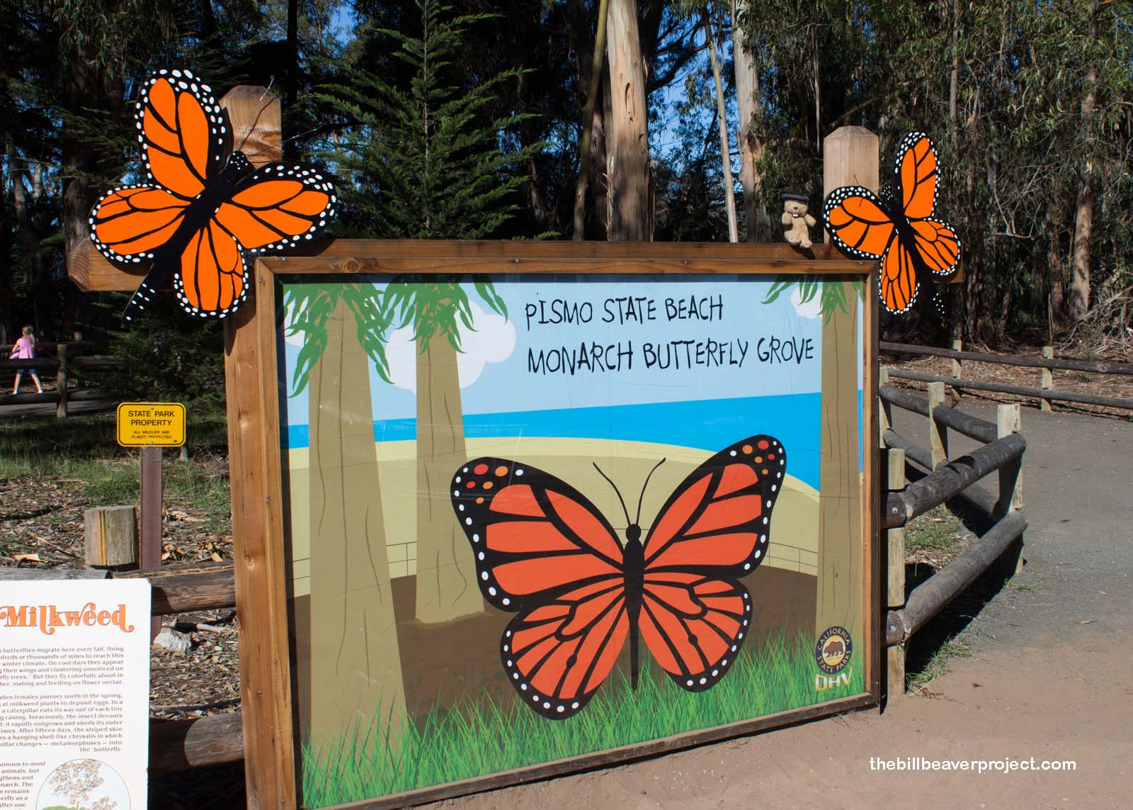 The Pismo Beach Monarch Butterfly Grove